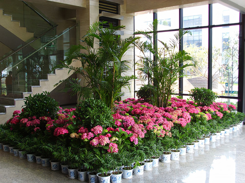 酒店大堂怎么擺放綠植盆栽？綠植租賃時(shí)怎么組景？