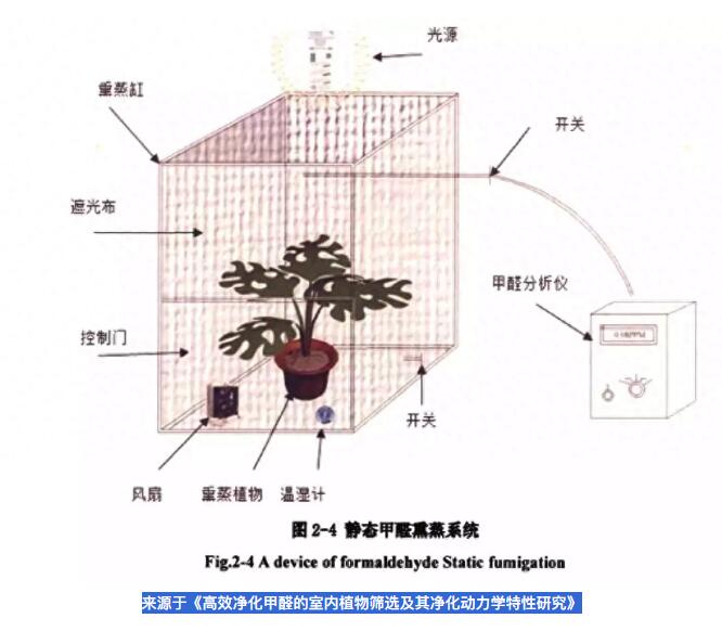 公司用綠蘿除甲醛，到底靠不靠譜？