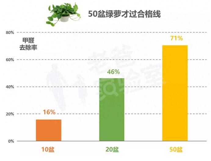 公司用綠蘿除甲醛，到底靠不靠譜？