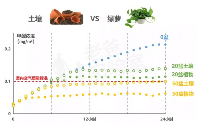 公司用綠蘿除甲醛，到底靠不靠譜？