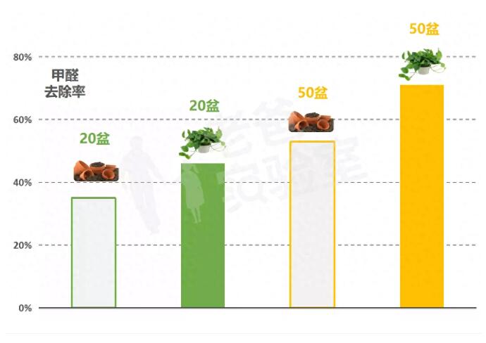 公司用綠蘿除甲醛，到底靠不靠譜？